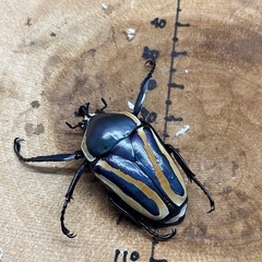 シロヘリミドリツノカナブン タンザニア産 ♂2頭×♀2頭 計4頭(♀1頭はB品)の画像