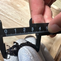 ヒラタクワガタ♂67.0mm♀37.0mmの画像