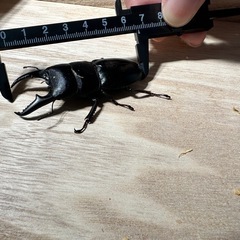 ヒラタクワガタ♂67.0mm♀37.0mmの画像