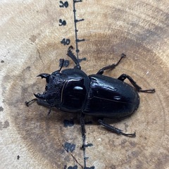 スマトラオオヒラタクワガタ アチェ産 メス2頭の画像