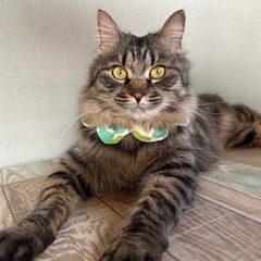 長毛キジトラ　甘えん坊男の子