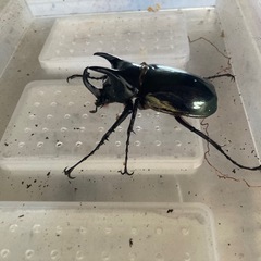 コーカサスオオカブトジャワ産♂単品　CBF1の画像