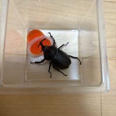 カブトムシ　（野外採取品） クワガタおまけつきの画像