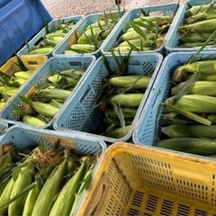 🌽7/30分受付🌽新物✨朝採り超新鮮✨ゴールドラッシュとうもろこし🌽ハネ品🌽10本800円〜の画像