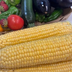 🌽7/30分受付🌽新物✨朝採り超新鮮✨ゴールドラッシュとうもろこし🌽ハネ品🌽10本800円〜の画像