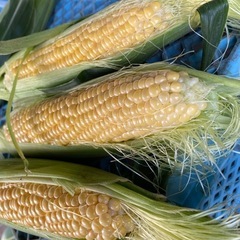 🌽7/30分受付🌽新物✨朝採り超新鮮✨ゴールドラッシュとうもろこし🌽ハネ品🌽10本800円〜の画像