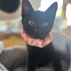 黒猫つきちゃん