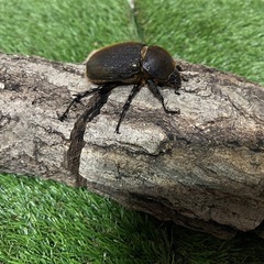 【新生虫ペア】ヘラクレスリッキーペアの画像