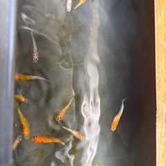 メダカの画像