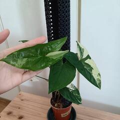 【観葉植物】シンゴニウム　フレンチマーブルの画像