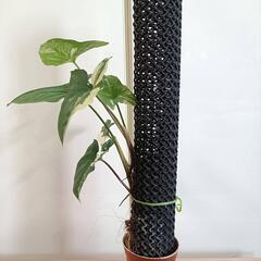 【観葉植物】シンゴニウム　フレンチマーブルの画像