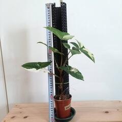 【観葉植物】シンゴニウム　フレンチマーブルの画像