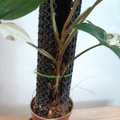 【観葉植物】シンゴニウム　フレンチマーブルの画像