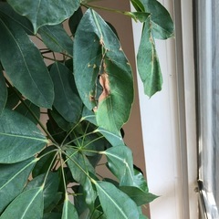 観葉植物ブラッサイア　大180㎝の画像