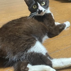 外で子育て頑張ってきたハチワレのココちゃん　