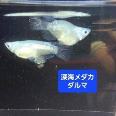 メダカ　めだか　深海ダルマ　1ペア【2ペア限定】の画像