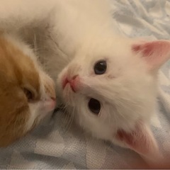 白🤍で青い目🟦　生後6週の子猫ですの画像