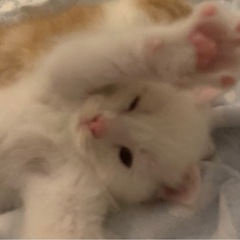 白🤍で青い目🟦　生後6週の子猫です - 里親募集