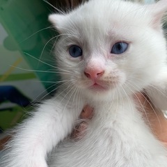 白🤍で青い目🟦　生後6週の子猫です − 岡山県