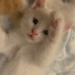白🤍で青い目🟦　生後6週の子猫です - 勝田郡