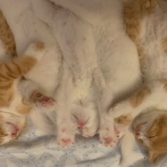 白🤍で青い目🟦　生後6週の子猫です - 猫