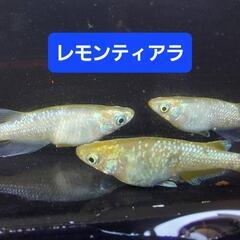 めだか　メダカ　レモンティアラ　1ペア【2ペア限定】の画像