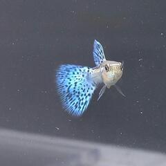【国産グッピー 】ブルーグラス 若魚 1ペア 追加可能の画像
