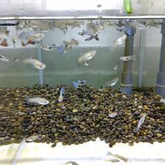 【国産グッピー 】ブルーグラス 若魚 1ペア 追加可能の画像