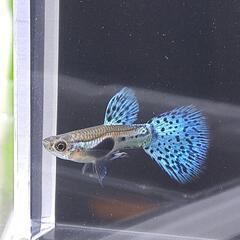 【国産グッピー 】ブルーグラス 若魚 1ペア 追加可能の画像