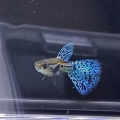 【国産グッピー 】ブルーグラス 若魚 1ペア 追加可能の画像