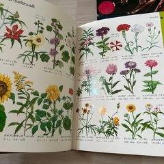 【7/30まで】夏休み自由研究①📗学研の図鑑植物の画像