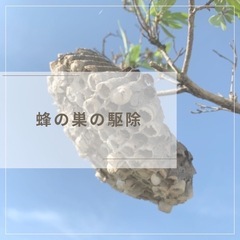 蜂の巣 駆除