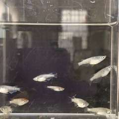 💎ラメMIX💎針子🪡25匹の画像