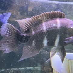 熱帯魚　フロントーサ　アフリカンシクリッドの画像