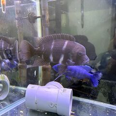 熱帯魚　フロントーサ　アフリカンシクリッドの画像