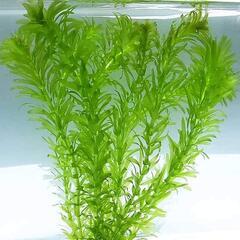 水草 メダカ アナカリスの画像