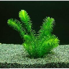 水草 メダカ アナカリスの画像