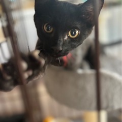 黒子猫ろくちゃん