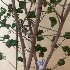観葉植物　フィカスベンジャミンバロックの画像