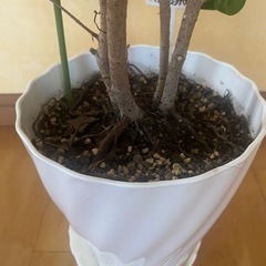 観葉植物　フィカスベンジャミンバロックの画像