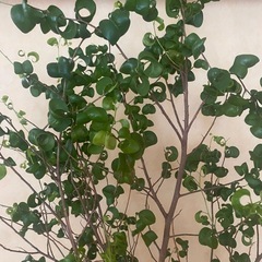観葉植物　フィカスベンジャミンバロックの画像