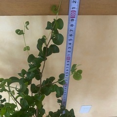 観葉植物　フィカスベンジャミンバロックの画像