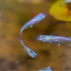 【勝運メダカ】紫陽花 稚魚の画像