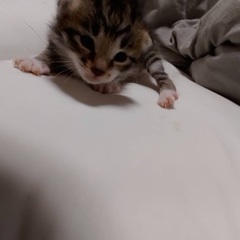 家族になれる方