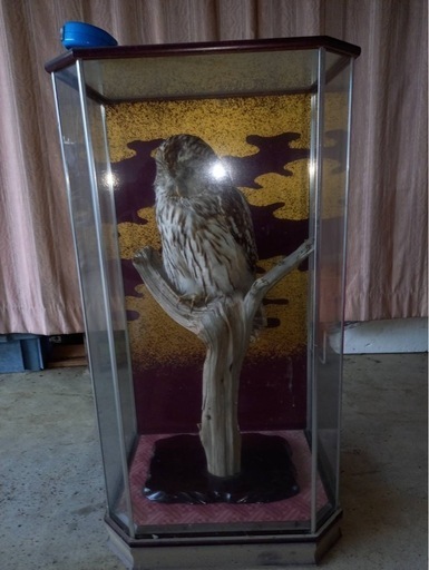 フクロウの剥製