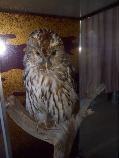 フクロウの剥製