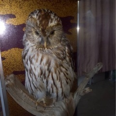 フクロウの剥製の画像