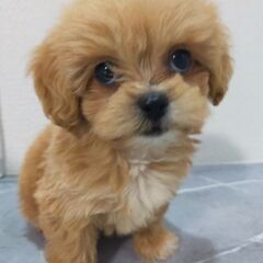 マルプー　　男の子