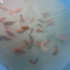 【取引確定】らんちゅう5匹セットの画像