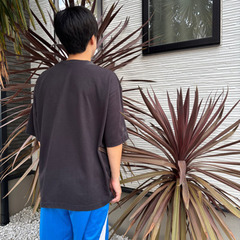 赤ドラセナ　レッドスター　【商談中】の画像